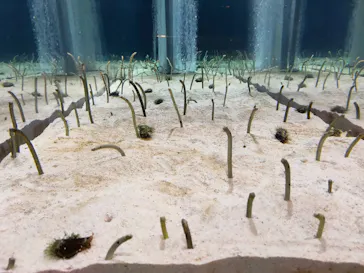 すみだ水族館に投稿された画像（2021/4/6）