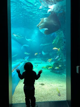 マクセル アクアパーク品川に投稿された画像（2021/4/6）