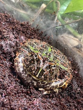 サンシャイン水族館に投稿された画像（2021/4/7）