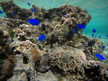 武藤潜水に投稿された画像（2021/4/7）