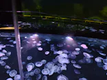 すみだ水族館に投稿された画像（2021/4/7）