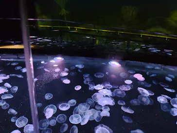 すみだ水族館に投稿された画像（2021/4/7）