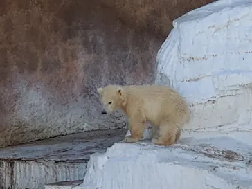 天王寺動物園に投稿された画像（2021/4/7）