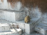 天王寺動物園に投稿された画像（2021/4/7）
