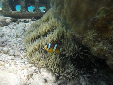 武藤潜水に投稿された画像（2021/4/7）