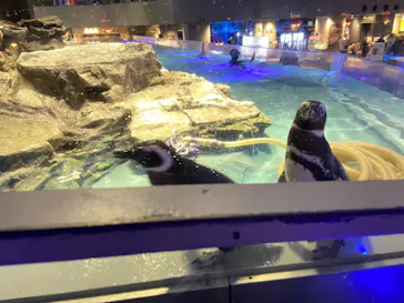 すみだ水族館に投稿された画像（2021/4/7）