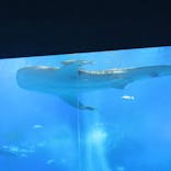 沖縄美ら海水族館に投稿された画像（2021/4/7）