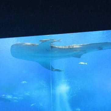 沖縄美ら海水族館に投稿された画像（2021/4/7）