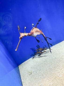 サンシャイン水族館に投稿された画像（2021/4/7）