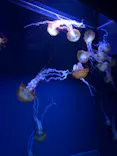 すみだ水族館に投稿された画像（2021/4/7）