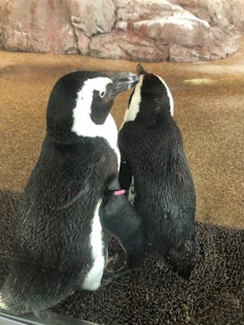 京都水族館に投稿された画像（2021/4/7）
