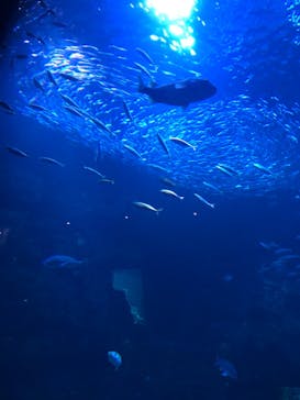 京都水族館に投稿された画像（2021/4/7）