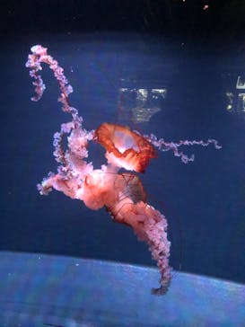 京都水族館に投稿された画像（2021/4/7）