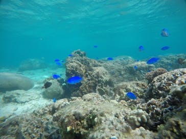 武藤潜水に投稿された画像（2021/4/7）