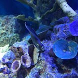 サンシャイン水族館に投稿された画像（2021/4/7）