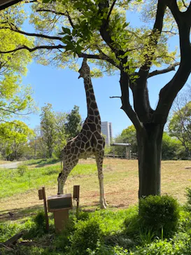 天王寺動物園に投稿された画像（2021/4/7）