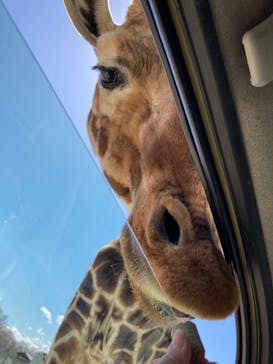 那須サファリパークに投稿された画像（2021/4/7）