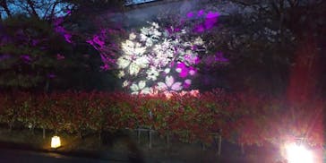 姫路城（イベント）に投稿された画像（2021/4/7）