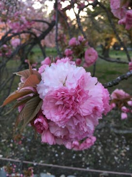 二条城×ネイキッド 二条城夏まつり2021に投稿された画像（2021/4/7）