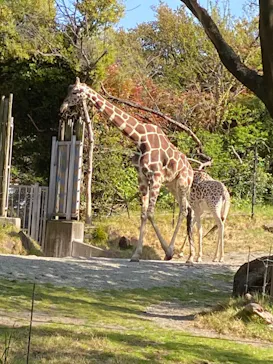 天王寺動物園に投稿された画像（2021/4/7）