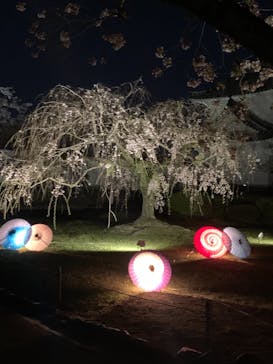 姫路城（イベント）に投稿された画像（2021/4/7）