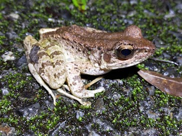 奄美ナイトツアーサービスに投稿された画像（2021/4/7）