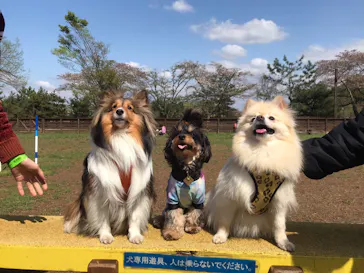 わんダフルネイチャーヴィレッジに投稿された画像（2021/4/7）