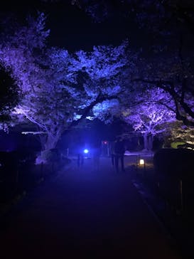 姫路城（イベント）に投稿された画像（2021/4/7）