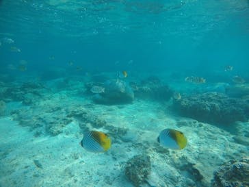 武藤潜水に投稿された画像（2021/4/7）