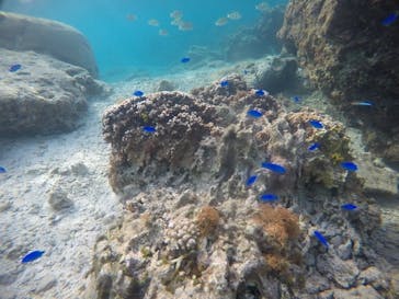 武藤潜水に投稿された画像（2021/4/7）