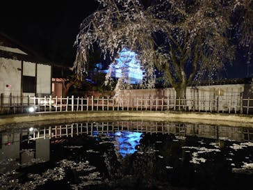 姫路城（イベント）に投稿された画像（2021/4/8）