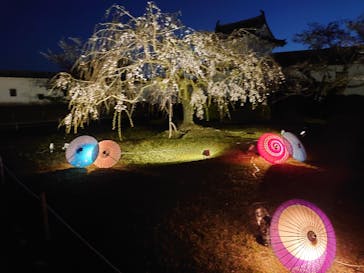 姫路城（イベント）に投稿された画像（2021/4/8）