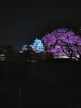 姫路城（イベント）に投稿された画像（2021/4/8）