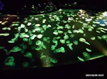 すみだ水族館に投稿された画像（2021/4/8）