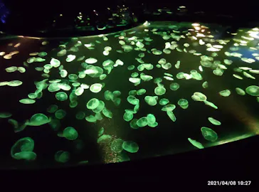 すみだ水族館に投稿された画像（2021/4/8）