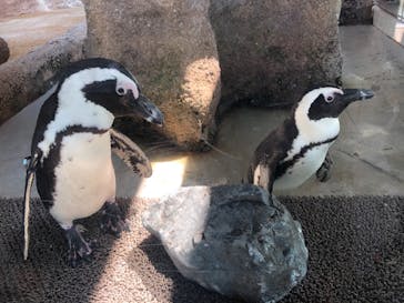 京都水族館に投稿された画像（2021/4/8）