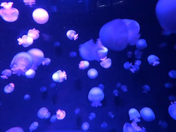 京都水族館に投稿された画像（2021/4/8）