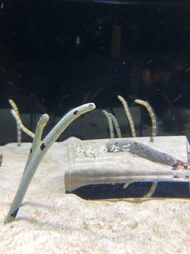 京都水族館に投稿された画像（2021/4/8）