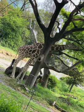 天王寺動物園に投稿された画像（2021/4/8）