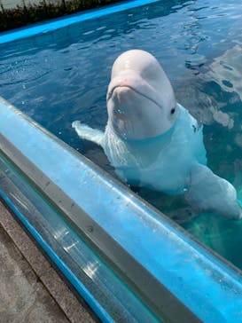 横浜・八景島シーパラダイスに投稿された画像（2021/4/8）