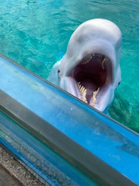 横浜・八景島シーパラダイスに投稿された画像（2021/4/8）