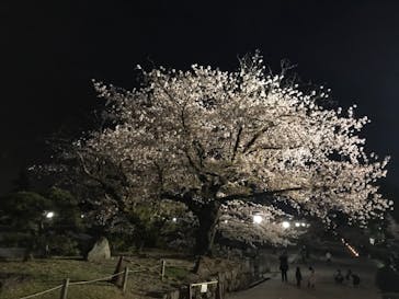 姫路城（イベント）に投稿された画像（2021/4/8）