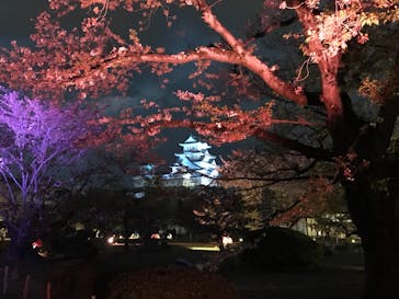 姫路城（イベント）に投稿された画像（2021/4/8）