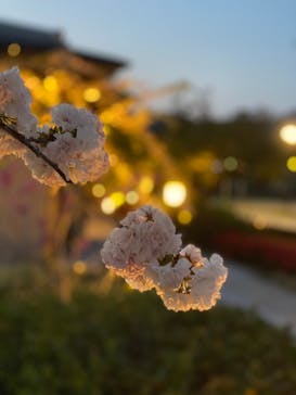 京都嵐山温泉 風風の湯に投稿された画像（2021/4/8）