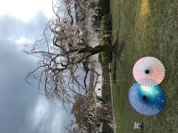 姫路城（イベント）に投稿された画像（2021/4/8）