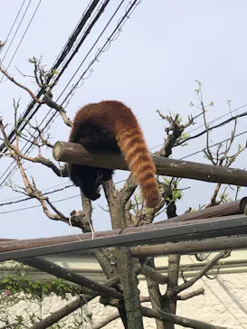 天王寺動物園に投稿された画像（2021/4/8）