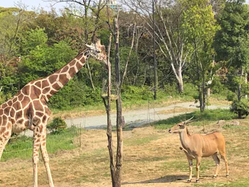 天王寺動物園に投稿された画像（2021/4/8）