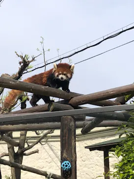 天王寺動物園に投稿された画像（2021/4/8）