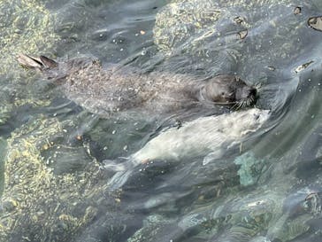 伊豆・三津シーパラダイスに投稿された画像（2021/4/8）