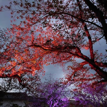 姫路城（イベント）に投稿された画像（2021/4/8）